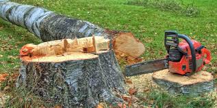 Best Tree Preservation Services  in El Cenizo, TX