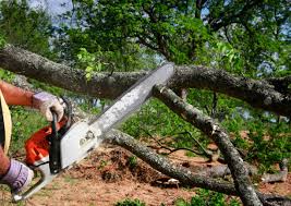 Professional Tree Care in El Cenizo, TX