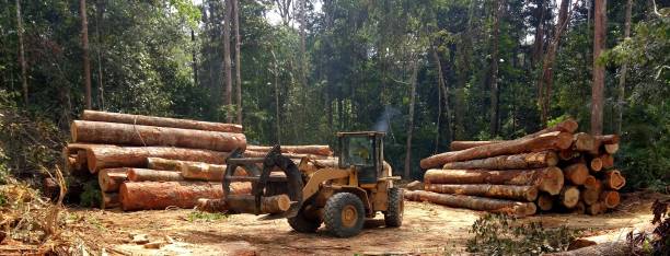 How Our Tree Care Process Works  in  El Cenizo, TX