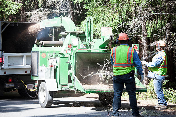 Best Tree Maintenance Programs  in El Cenizo, TX